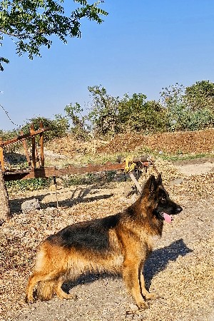 વેચવાનો નથી..ફક્ત મિટિંગ માટે છે