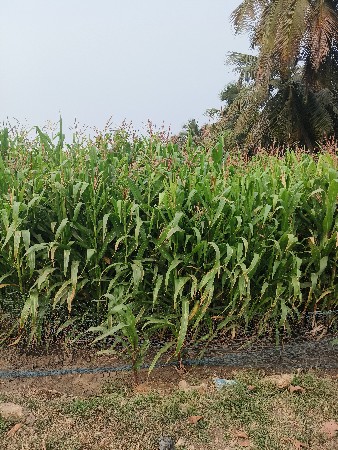 મકાઈ વેચવાની છે