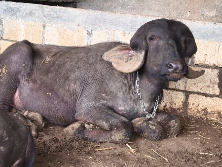 ખડેલા વેચવાના છે