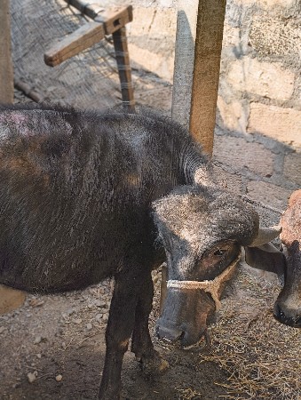 પાડી વેચવાની છે