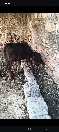 થંબનેલ 2