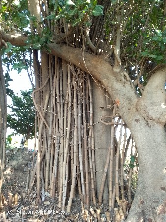 થંબનેલ 3