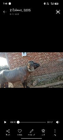 થંબનેલ 3