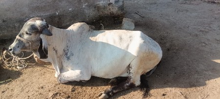 ગાય વેચવાની છે
