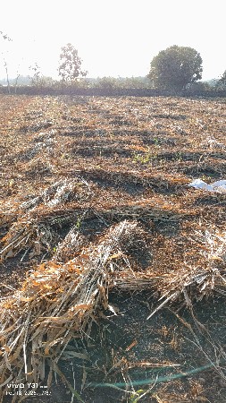 રસિક ઉકા ભાઈ ચૂડાસમા