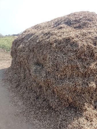 માંડવીયુ વેચવાનુ છે.