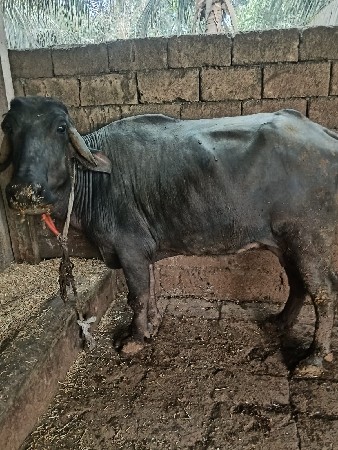 थंबनेल 2