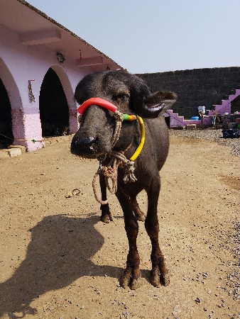 थंबनेल 3