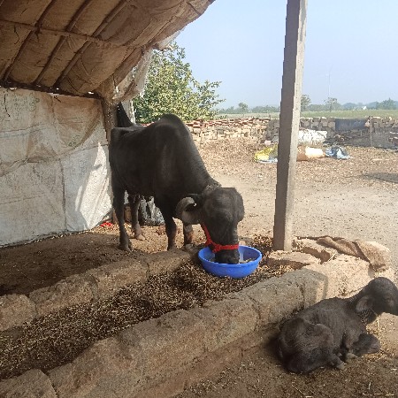 थंबनेल 3