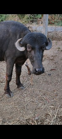 थंबनेल 2