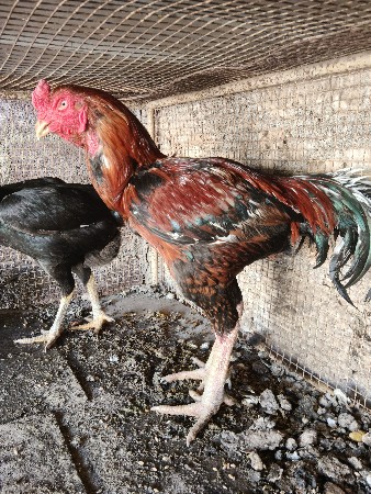 થંબનેલ 2