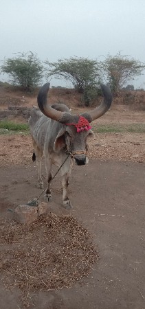 ફુલ જવાબદારી થી બળદ વેચવાના છે ભાઈ