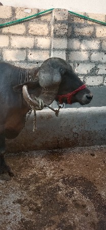 આ જાફરાબાદી ભેંસ વેચવાની છે