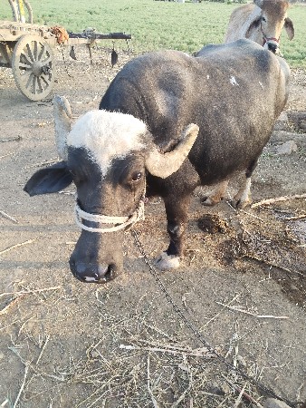 વેચવાની છે