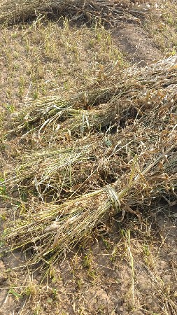 જુવાર ના પૂરા વેચવા ના છે