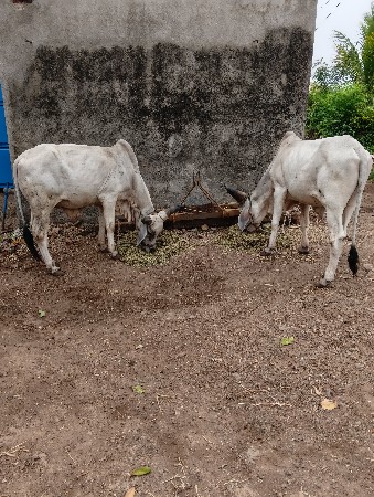 થંબનેલ 3