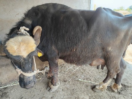 થંબનેલ 3