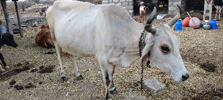 ગાય વેચવાની છે