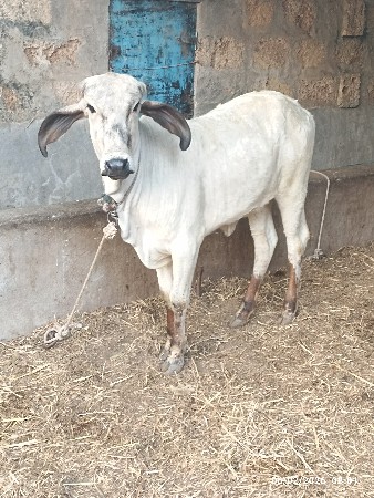 થંબનેલ 2