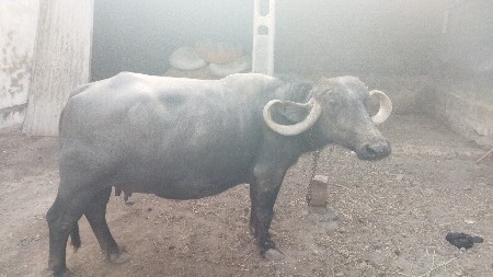 थंबनेल 2