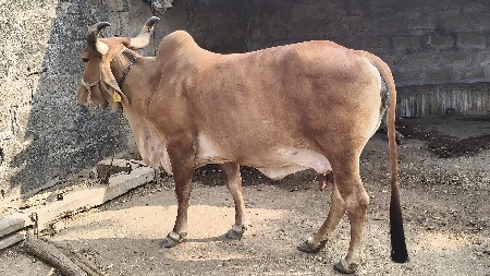 થંબનેલ 3