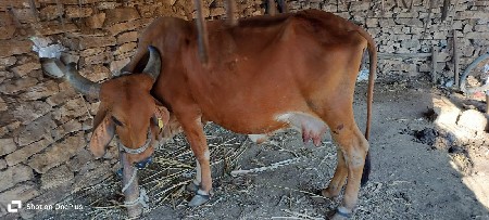 ગાય વેચવાની છે