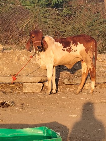 थंबनेल 2