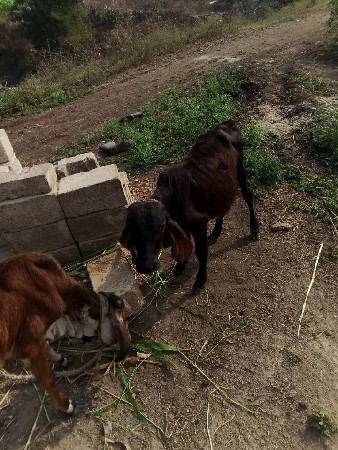 थंबनेल 2