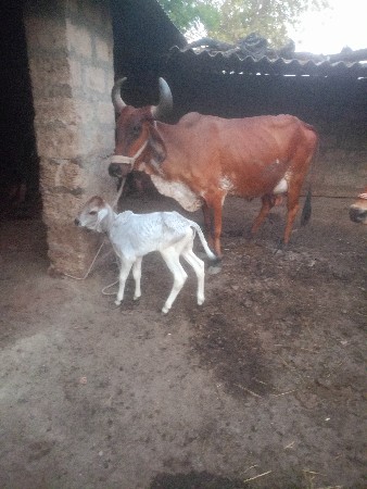 थंबनेल 2