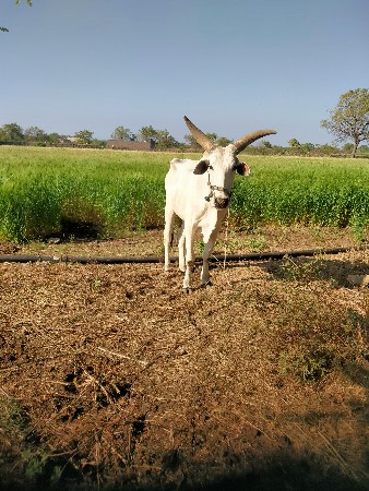 17000 kimat chalu Kamali Shivay Go