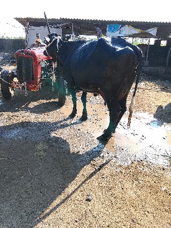 थंबनेल 2