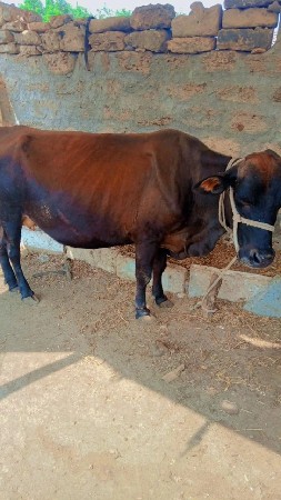 थंबनेल 2