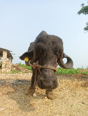 ભેંસ વિયાનેલી નીસે પડી 8 દિની