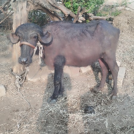 વેચવા ની છે ખડાય