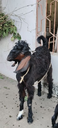 थंबनेल 2