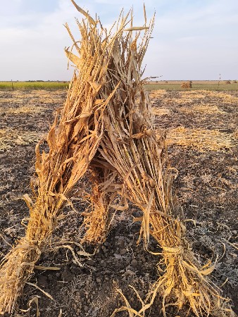 ઢોર નો ચારો