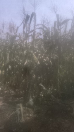 અમેરિકા ની મકાઈ  ચારો વેચવા
1.5 વિ