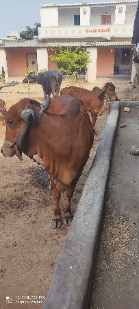 ગાય અને હોડકી વેચવાની છે.