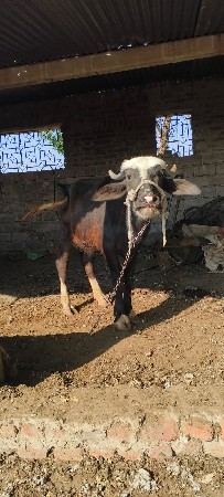 थंबनेल 3