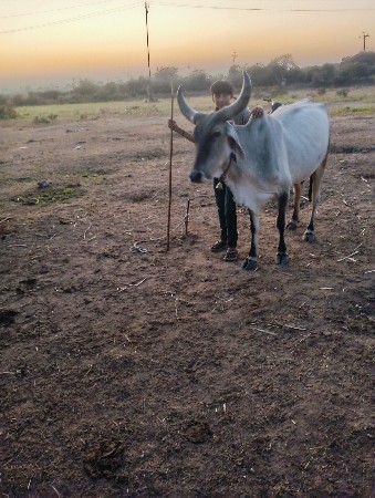 15.   ગાયુવેસવાનીસે