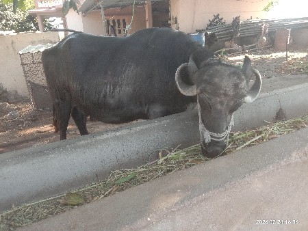 ભેસ વેચવાની છે