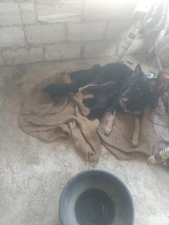 જન્મ ગલુડિયા વેચવાના છે