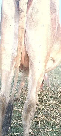 ગાય વેચવાની છે