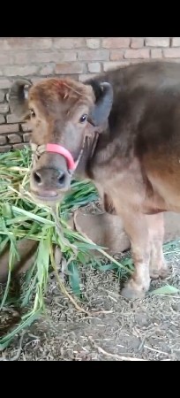 સાત મહિનાનો ગામ