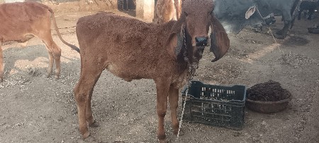 थंबनेल 3