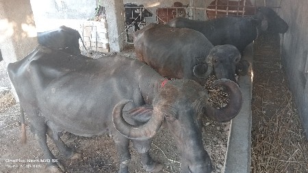 4 ભેંસો 25 લી દુ 1 ને 7 mahi no