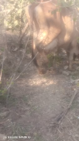 થંબનેલ 3