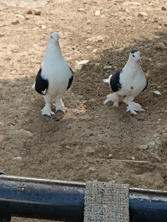 કબુતર વહેંચવાના છે