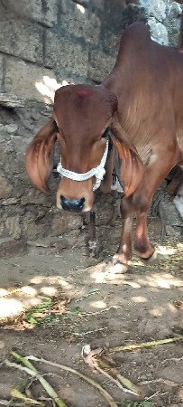 થંબનેલ 2