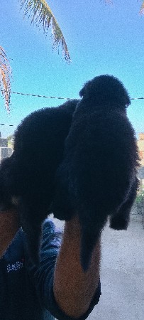 જર્મન ફીમેલ સે